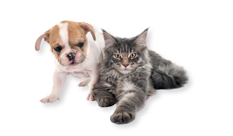 Pet Health Club Mounts Bay Vets