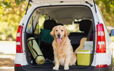 Car travel with Dogs