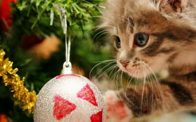 Christmas safety for pets