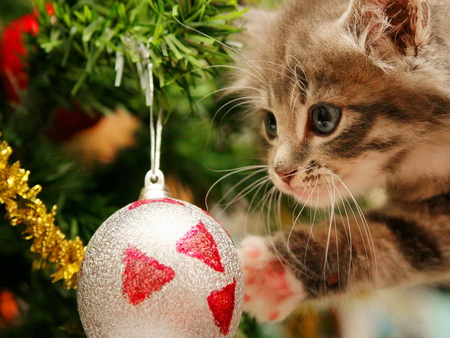 Christmas safety for pets