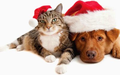 Christmas coping strategies for pets