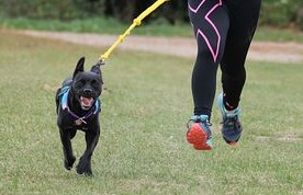 Exercising with your dog: a healthier 2022